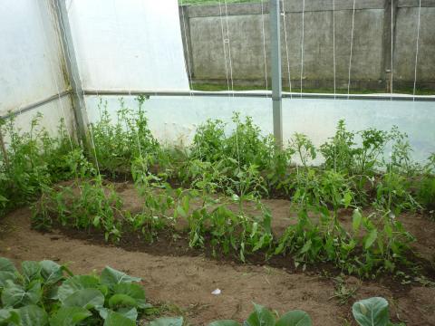 Plantação de tomateiros.